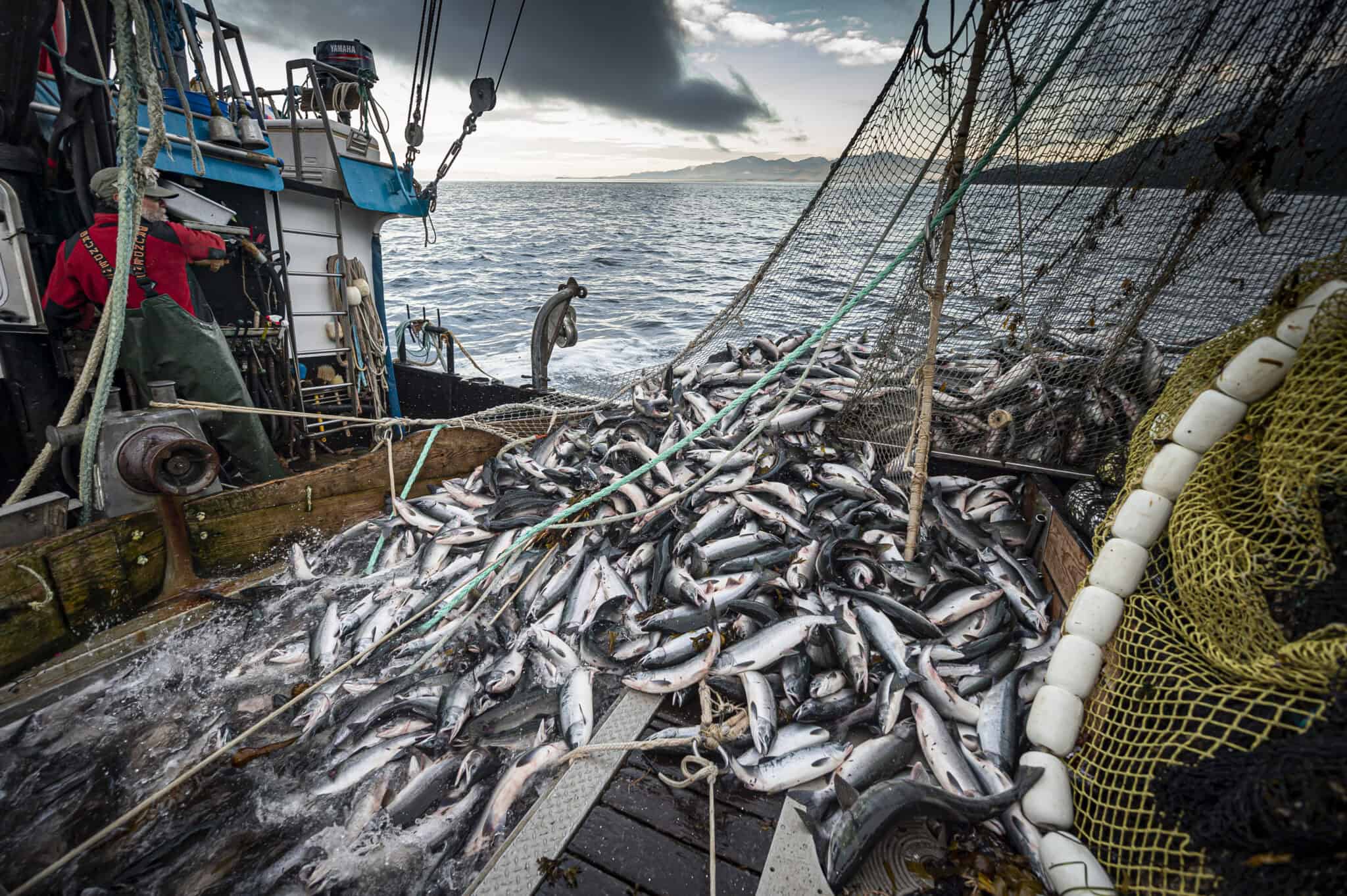 A fishing vessel with a net of salmons pilling onto the dock.