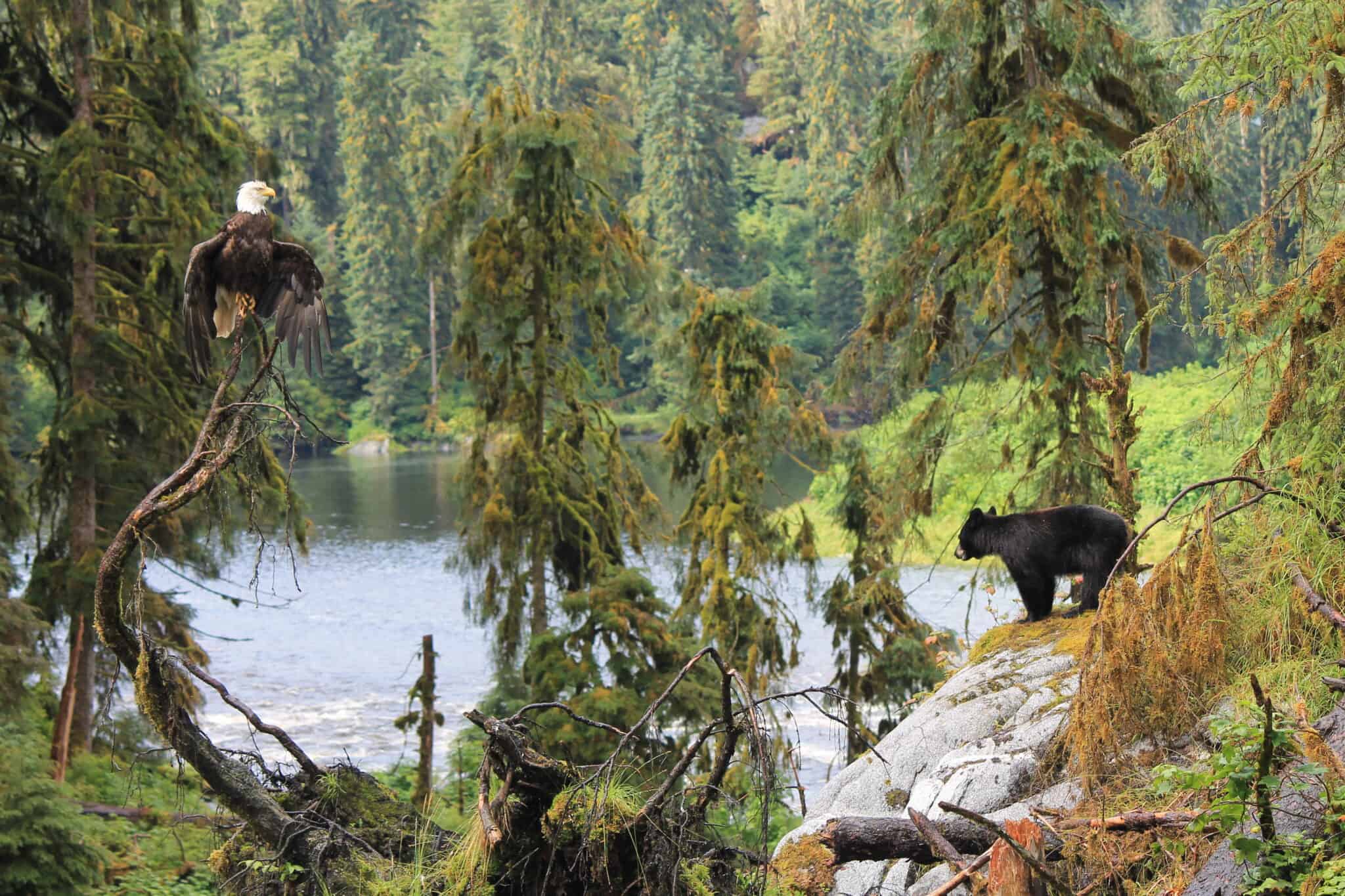 A black bear is standing on a rock. A bald eagle stands on a branch nearby.