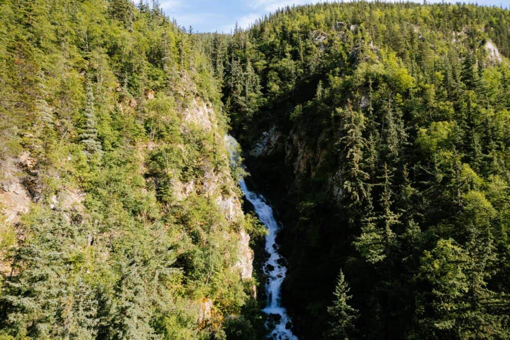 A waterfall in a dense evergreen forest.