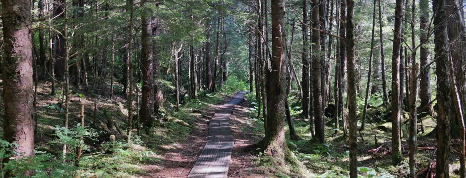 A trail goes through a wooded forest.